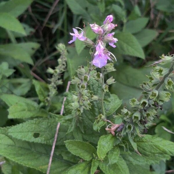 Teucrium canadense Fiore