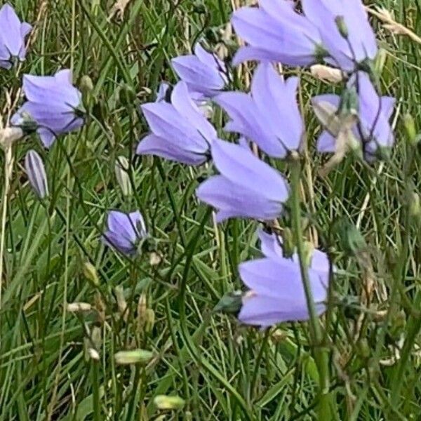 Campanula rotundifolia Blomma