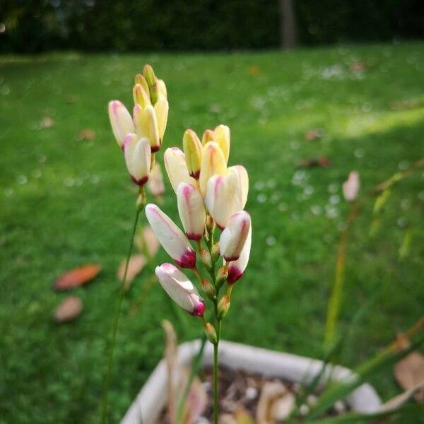 Ixia maculata Blomst