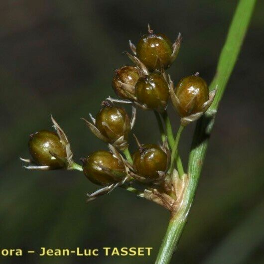 Juncus filiformis 果實