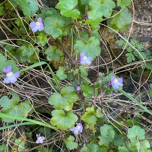 Cymbalaria muralis Φύλλο