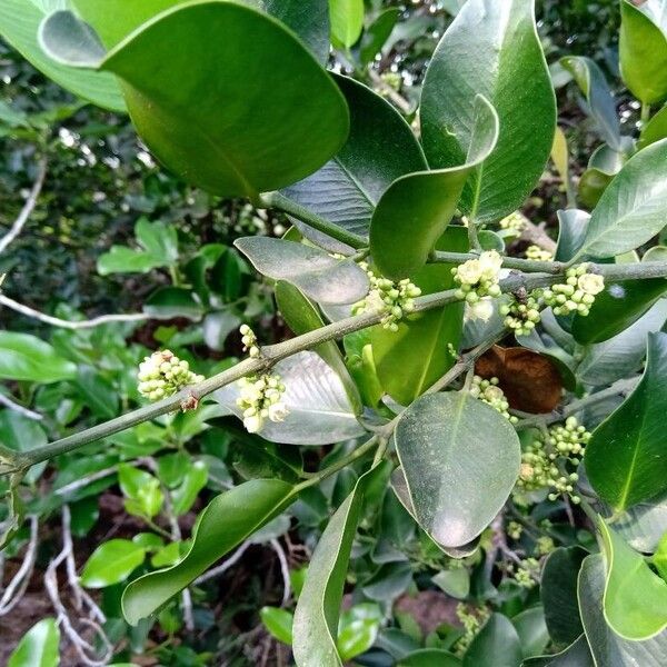 Scutia myrtina Blad