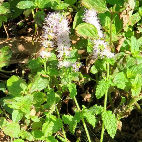 Mentha × rotundifolia Habitus