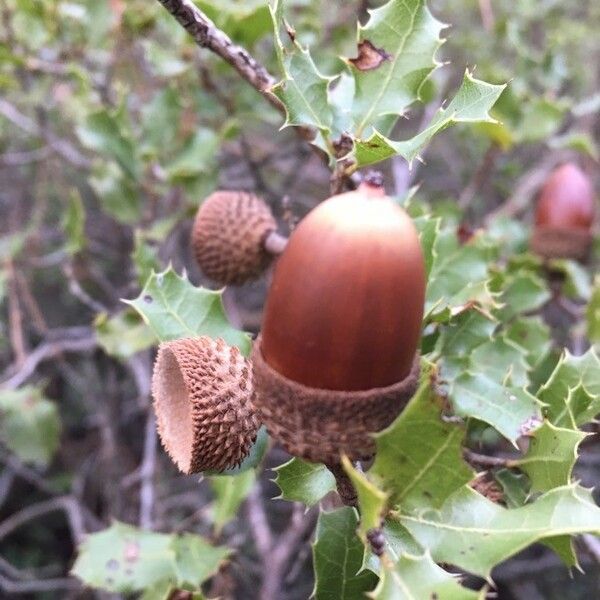 Quercus coccifera Meyve