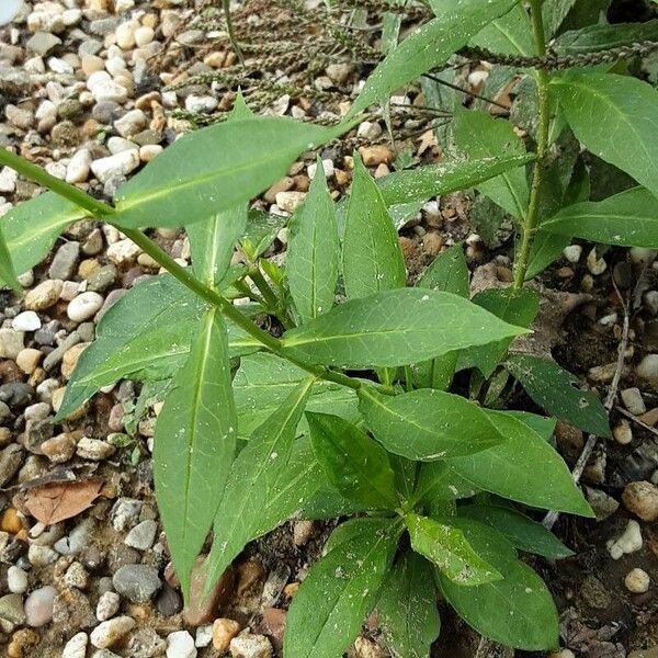 Phlox paniculata Leaf
