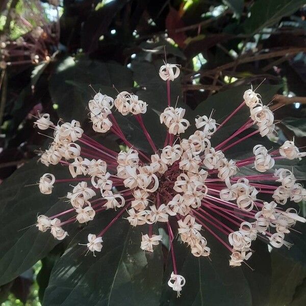 Clerodendrum quadriloculare ফুল