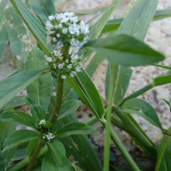 Mitracarpus hirtus Flors