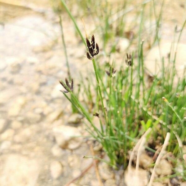 Cyperus laevigatus Habit