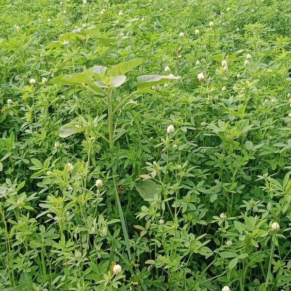 Trifolium alexandrinum Hábito