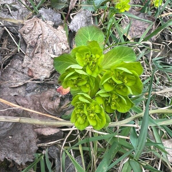 Euphorbia helioscopia Цветок