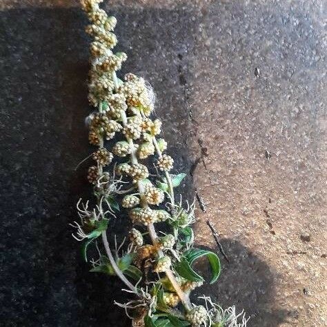 Ambrosia artemisiifolia Flower