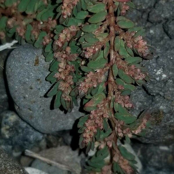 Euphorbia prostrata Цветок