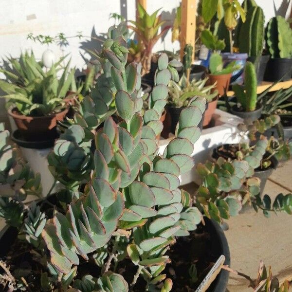 Kalanchoe marnieriana برگ