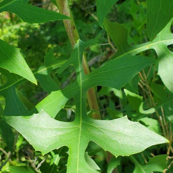 Lactuca canadensis Blad