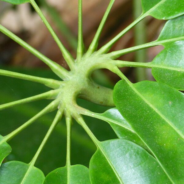 Thaumatophyllum spruceanum List