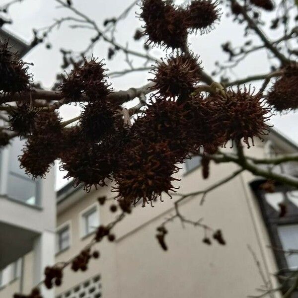 Liquidambar styraciflua Frutto