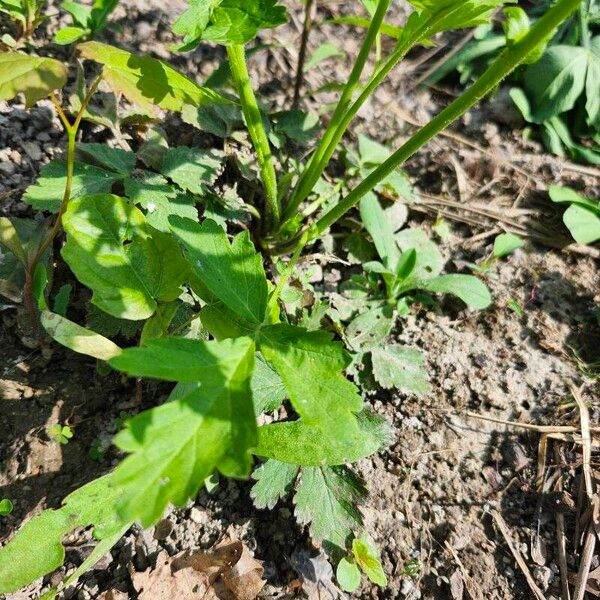 Geum laciniatum Blad