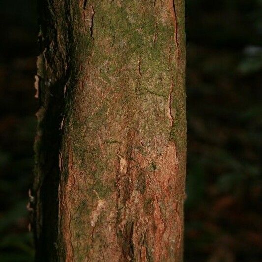 Posoqueria latifolia बार्क (छाल)