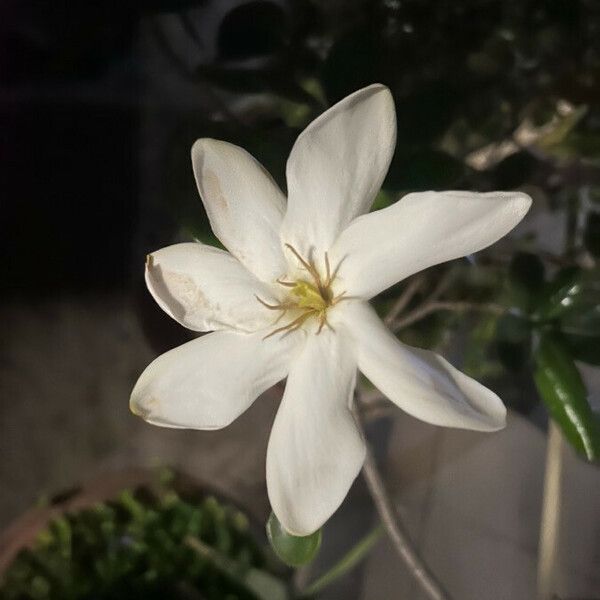 Gardenia taitensis Flower