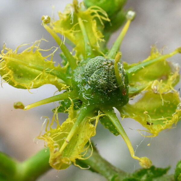 Ruta chalepensis Flower