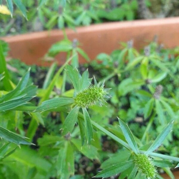 Eryngium foetidum Blomma