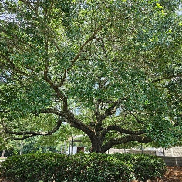 Quercus virginiana Habitat