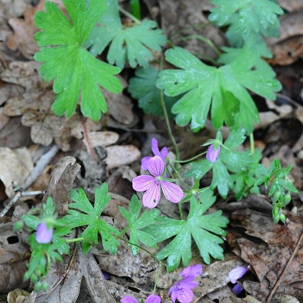 Geranium asphodeloides Blad