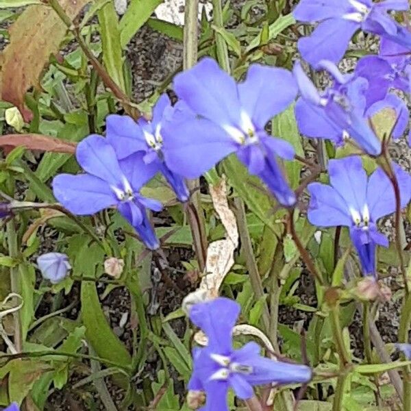 Lobelia erinus Flower