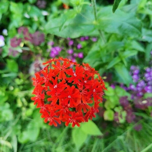 Silene chalcedonica Floare