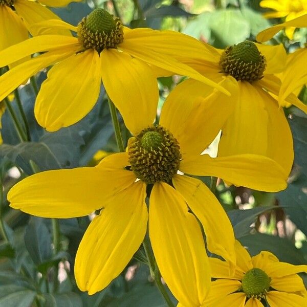 Rudbeckia nitida Квітка