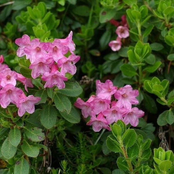 Rhododendron hirsutum 花