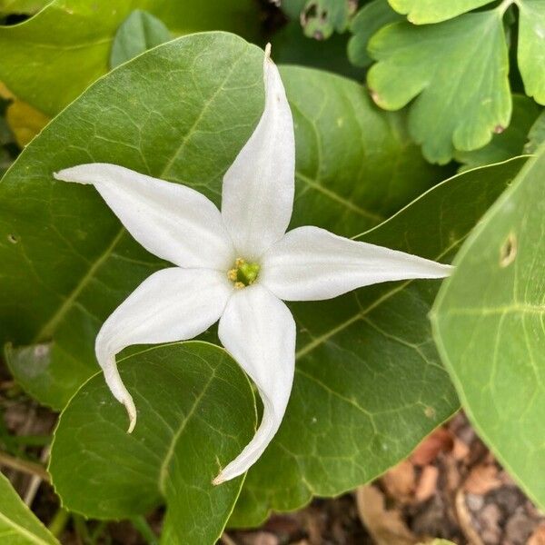 Jaborosa integrifolia Kukka