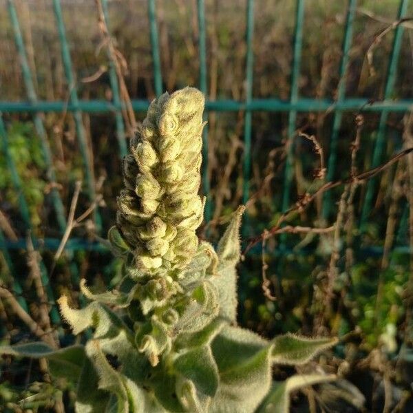 Verbascum phlomoides Outro