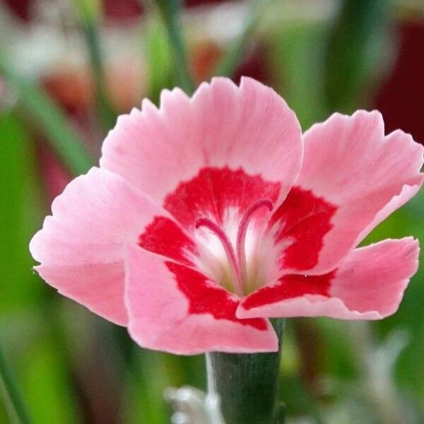 Dianthus plumarius 花