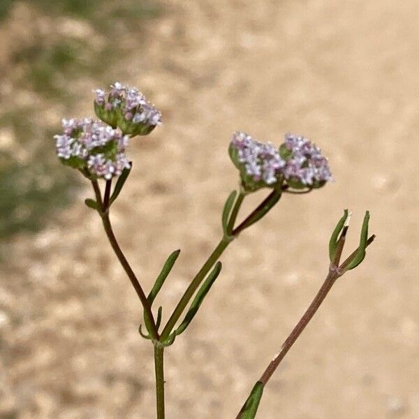 Valeriana coronata Blomst