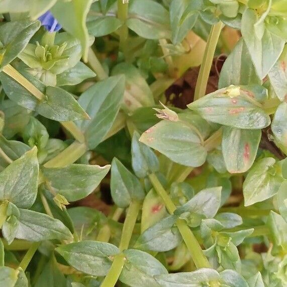 Lysimachia foemina Leaf