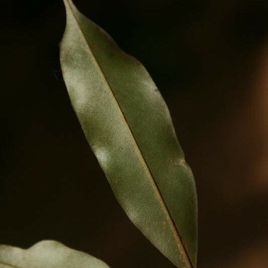 Chrysophyllum argenteum Лист
