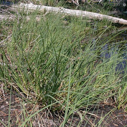 Carex aquatilis Yeri