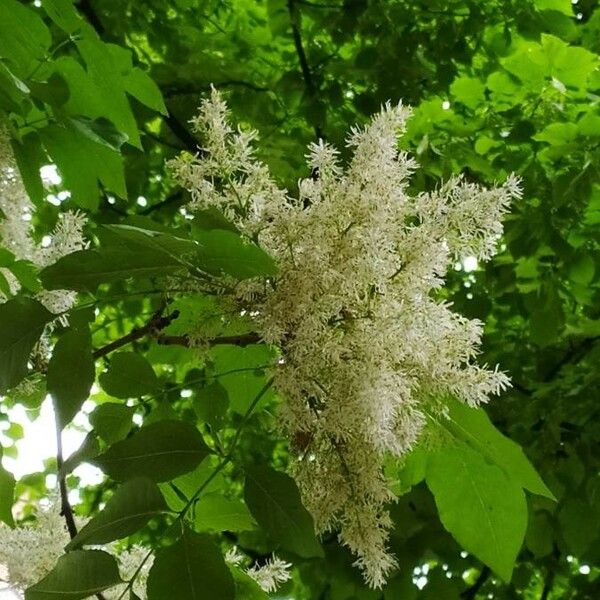 Fraxinus ornus Blüte