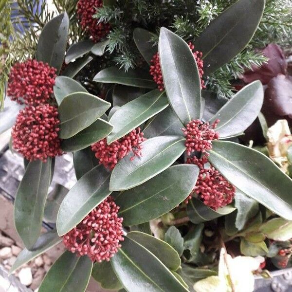 Skimmia japonica Çiçek