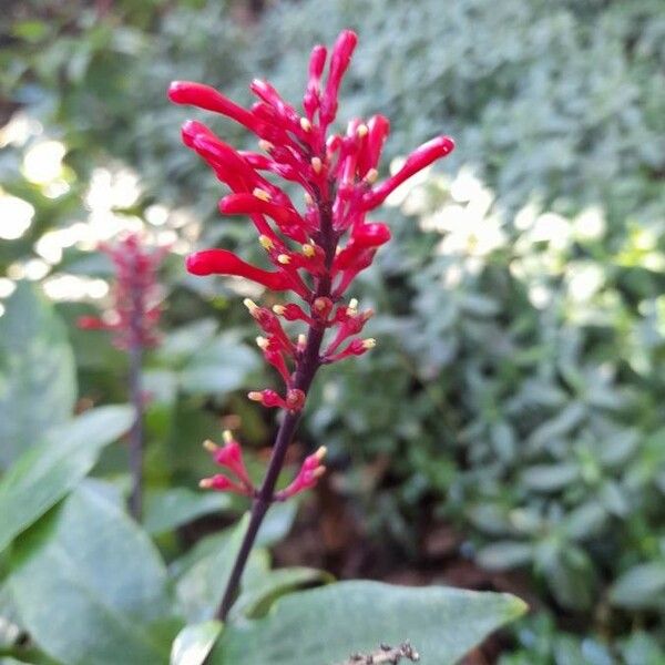 Odontonema tubaeforme Flower