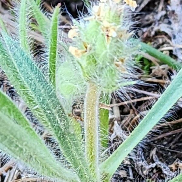 Plantago bellardii आदत