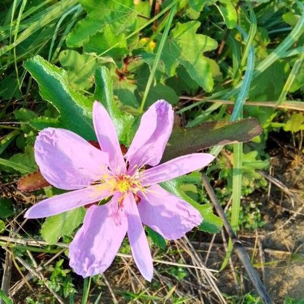 Clappertonia ficifolia Flower