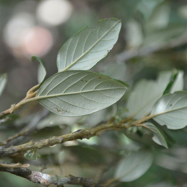 Styrax argenteus Flower