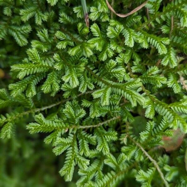 Selaginella kraussiana Leaf