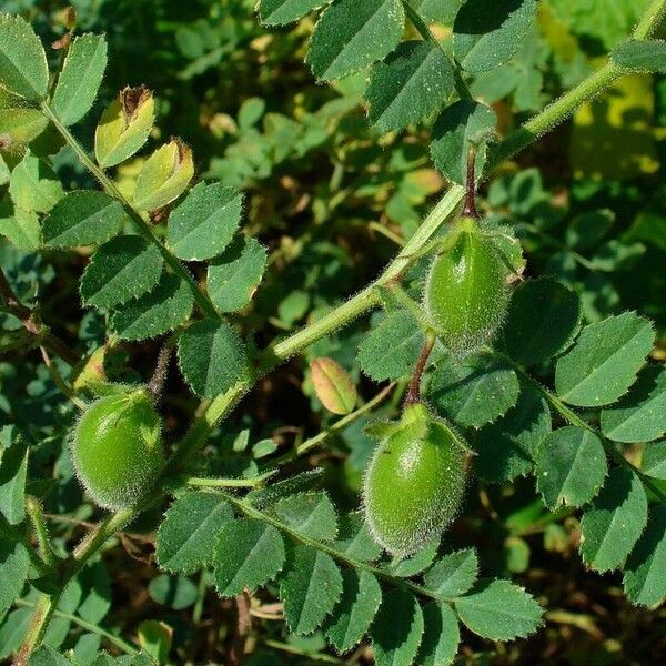 Cicer arietinum Fruit