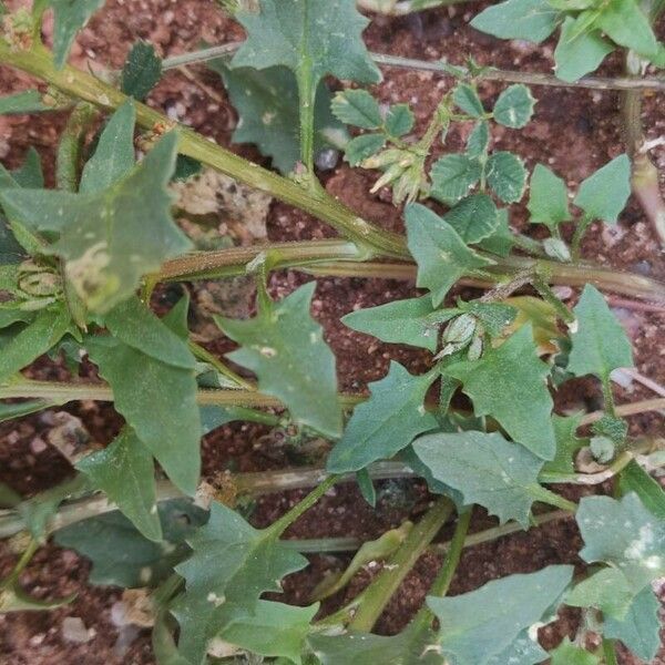 Blitum virgatum Leaf
