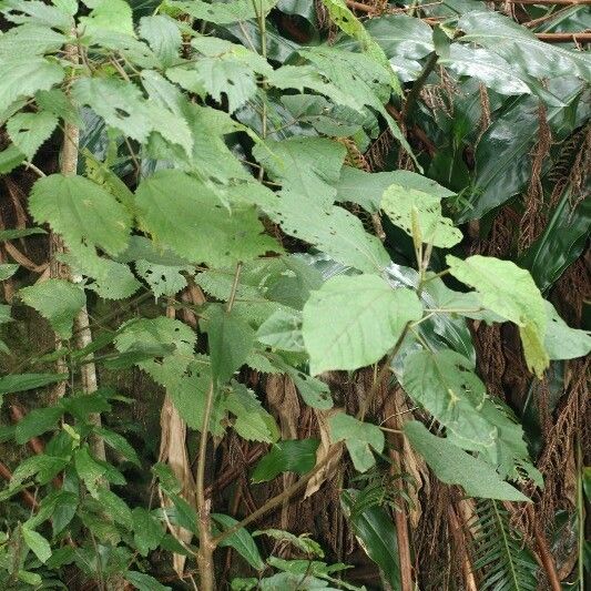 Dombeya punctata Alkat (teljes növény)