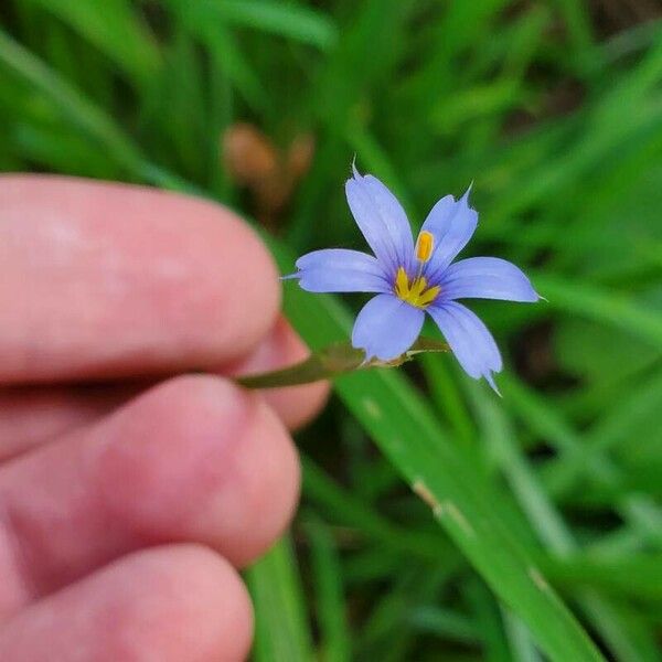 Sisyrinchium angustifolium Fiore