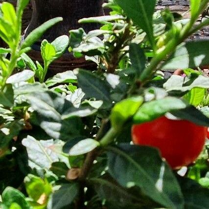 Solanum pseudocapsicum Fruit